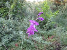 Gladiolus palustris04.jpg