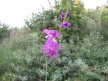 Gladiolus palustris05.jpg