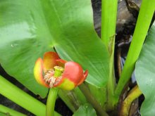 Nuphar japonica rubro02.jpg