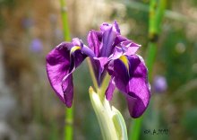 Iris ensata 'Variegata'_12-06-10.jpg