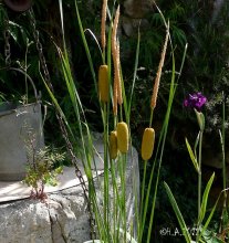 Typha spec._12-06-10.jpg