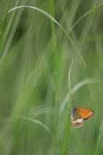 IQ3M8298_2012-06-10_Coenonympha arcania_Weißbindiges Wiesenvögelchen .JPG