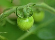 Tomate groß wie eine Perle_smaller.jpg