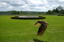 P1070340_2012-06-14_Rosenburg_Uhu.JPG