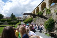 P1070415_2012-06-14_Rosenburg_Riesenseeadler-II.JPG