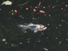 IMG_6144koi-600.jpg