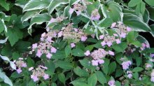 HGT Hydrangea macrophyllum 'endless summer'.jpg