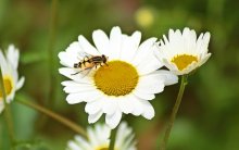 Schwebfliege auf Margeritenblüte_smaller.jpg