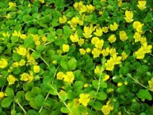 pfennigkraut_lysimachia-nummularia1.jpg