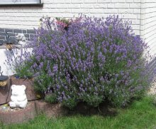 lavendel 2.jpg