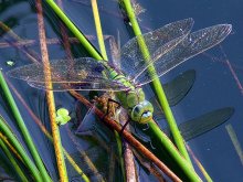 Große Königslibelle (2).jpg