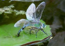 Anax imperator1.jpg