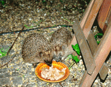 igel1.gif