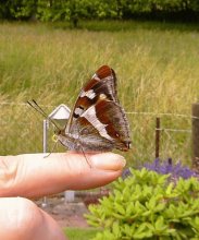 schmetterling und charly 004.jpg