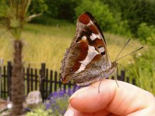 schmetterling und charly 007.jpg