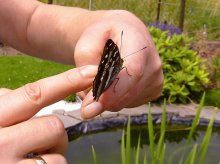 schmetterling und charly 008.jpg