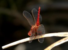 Crocothemis erythraea.jpg