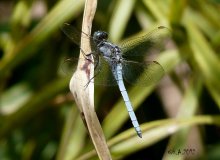 Orthetrum brunneum2.jpg