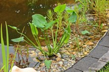 weißes Hechtkraut_pickerel weed Alba_smaller.jpg