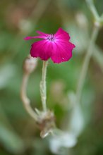 P1090904_2012-07-29_Kronen-Lichtnelke_Silene coronaria.JPG