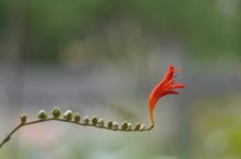 P1090929_2012-07-29_Crocosmia × crocosmiiflora_Garten-Montbretie_Mino-50-1.8.JPG