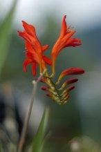 P1080951_2012-07-15_Montbretien-Crocosmia x crocosmiiflora.JPG