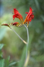 P1080635_2012-07-09_Garten-Montbretie_Crocosmia×crocosmiiflora.jpg