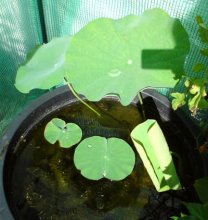 Nelumbo Rhin Nyoren 170812klein.jpg