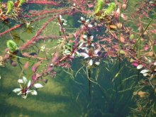 Vallisnerien + Ludwigia repens rubin.JPG