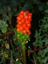 Arum italicum r - Kopie.jpg