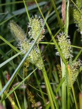 Carex vesicaria  rr.jpg