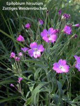 Epilobium hirsutum r.jpg