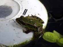 22.03.2012.Frosch.4.JPG