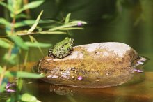 wasserfrosch01.jpg