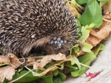 Igel mit 79 Zecken 001d.jpg