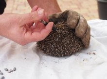 Igel mit 79 Zecken 005d.jpg