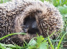 Igel mit 79 Zecken 012d.jpg