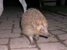 Igel 11.09.12_2.jpg