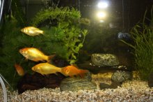 130111 - Fische.jpg