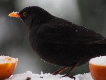 Amsel2.jpg