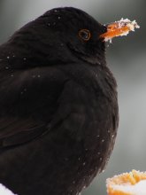 Amsel03.jpg