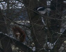 hörnchen Elster baum.jpg