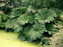 Gunnera-manicata-1.jpg