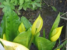 Lysichiton amer..jpg