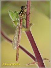 Libelle 2013_05_05 - 6835.jpg