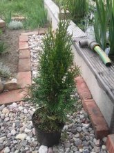 Thuja.jpg