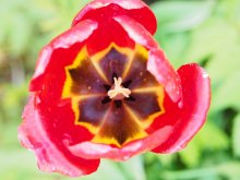 Tulpe_01.jpg