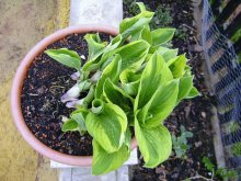 hosta 002.jpg