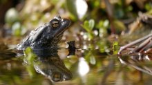 P1080122_2013-04-21_Bufo-Bufo_HGT.JPG