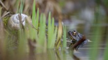 P1080144_2013-04-21_Bufo-Bufo_HGT.JPG